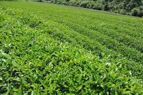 云南乐源农业销售公司(图)-茶叶生产厂家-大理茶叶-天助网