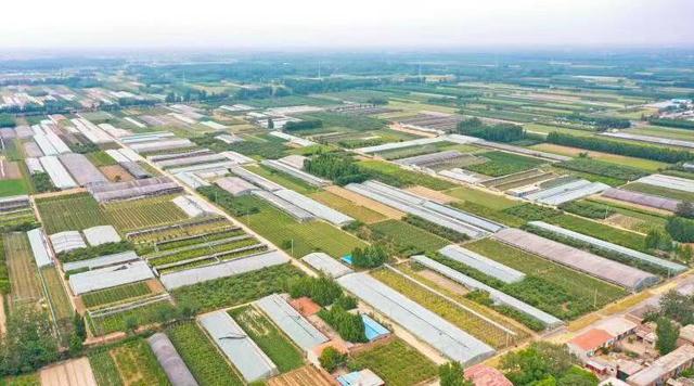 近年来,冠县崇文街道大力发展高效设施农业,在当地农业农村局的指导下